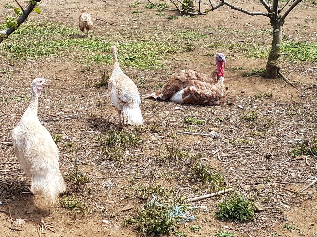 Quinta Rico Hébergement de vacances Quatro Ribeiras